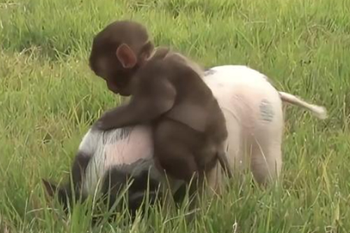 2025年第121期幽默猜测：温柔的午后