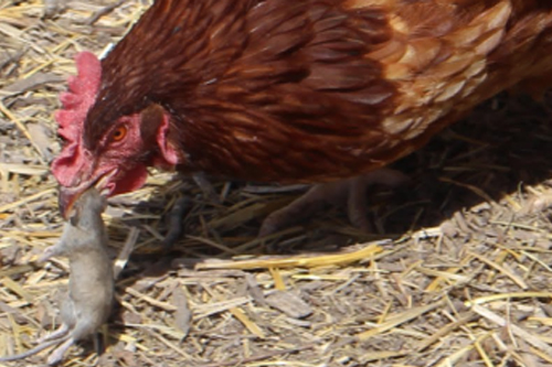 2025年第122期幽默猜测：院子的审判