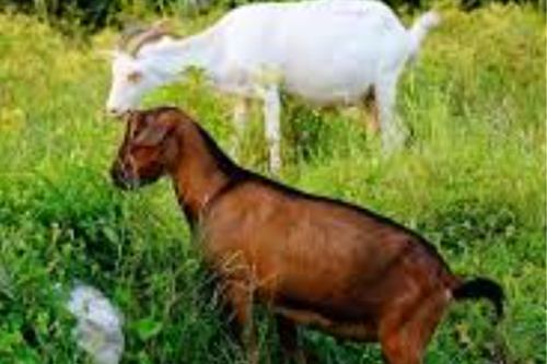 2025年第124期幽默猜测：鬥氣的鄰居